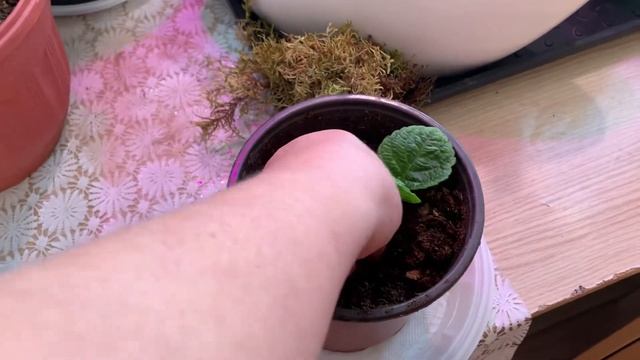 Крупнолистная гортензия. Размножение. Самый легкий способ смотреть онлайн