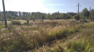 Поле в Барыбино