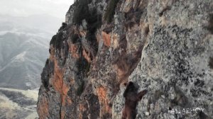 Медведь который умеет лазить по скалам в горах Чечни