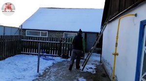 Миллион на свиньях.Забой свиньи породы пьетрен .Обзор огнестрельного оружия.