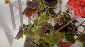 ЛиЛи Садовница Карлотта