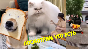 Чудные животные. Прикольные и смешные видео про кошек, собак