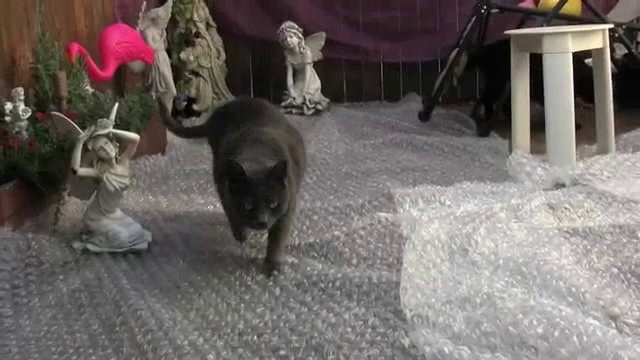Кошки и пузырьковый полиэтилен