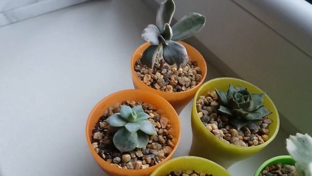 Мои новинки суккуленты эониум, кателедон, титанопсис смотреть онлайн