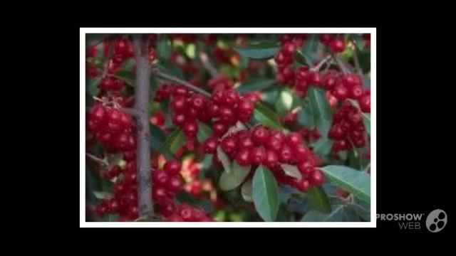 Elaeagnus - garden plants смотреть онлайн