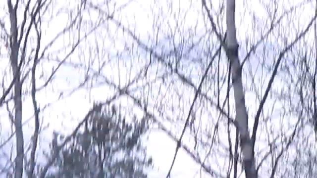 Месячник регулирования численности Волка Глухарку гоню от дороги смотреть онлайн