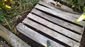 Ежевика ПА Фридом, Прайм АРК 45, Блэк мэджик. Подготовка к зиме. надо обрезать побеги? Как укрыть?