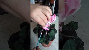 Опыление цикламена 2