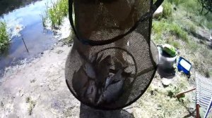 Рыбалка на реке Ипуть!!!Первый выезд рыболовного клуба Ипуть в 2019г.