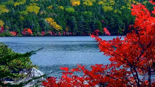 Лучшие мелодии!!! Дмитрий Метлицкий - Красивая Романтическая Музыка!!! Beautiful Romantic Music