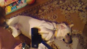 Как подготовить Лабрадора ретривера к выставке