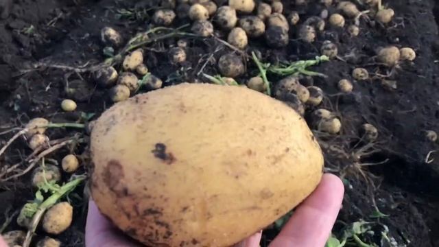 Завершаем с поля 2020. Переход к экспорту. смотреть онлайн