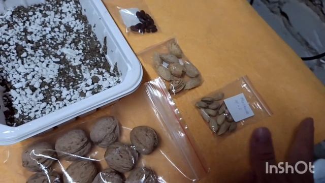 Как ВЫРАСТИТЬ миндаль и ГРЕЦКИЙ орех из орешка.