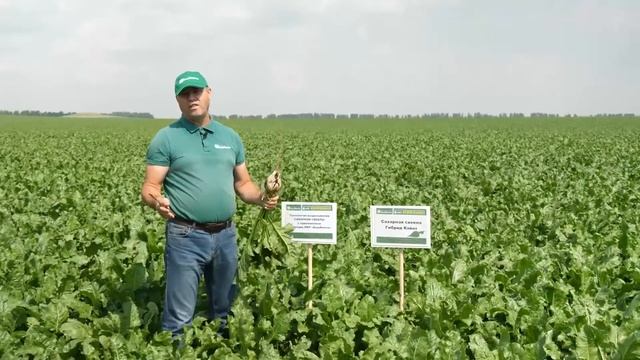 Сахарная свекла. Технология применения препаратов НВП "БашИнком" смотреть онлайн