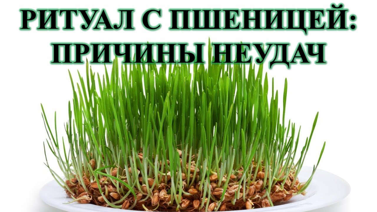 ПОЧЕМУ НЕ СРАБАТЫВАЕТ РИТУАЛ С ПШЕНИЦЕЙ, ПРИЧИНЫ НЕУДАЧ? В НЕСКОЛЬКИХ СЛУЧАЯХ…