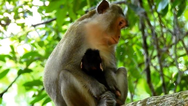 Anna react fast to push baby Ariana out while baby try almost done milk смотреть онлайн