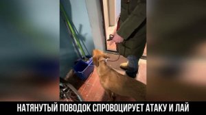 СОБАКА ЛАЕТ В ПОДЪЕЗДЕ / правила выхода на прогулку