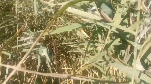 Беларусь.Браславские озера.Озеро Дворное, усадьба Вовжецких 18 Век. Видзы Ловчинские. смотреть онлайн