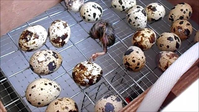 Как вылупляются перепела