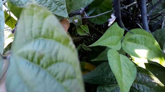 Спаржевая фасоль ПУРПУРНАЯ МАЛЫШКА смотреть онлайн