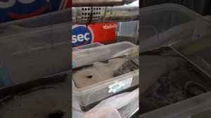 процесс отжима масла чёрного тмина