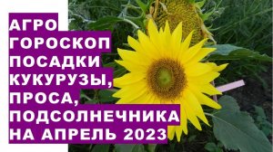 Агрогороскоп посева семян кукурузы, проса, подсолнечника в апреле 2023 года