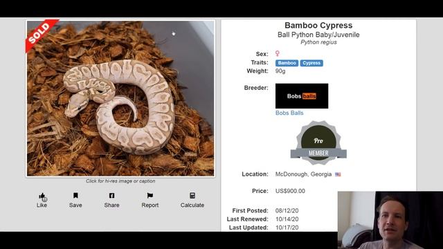 Bob's Balls Ball Python Morph Combos Part 1 | Breeder's Spotlight | Jack's Reptiles