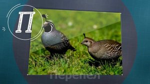Учим птиц, развивающие мультики, видео для детей, АЛФАВИТ ПТИЦ