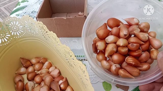 Закупка луковиц тюльпанов. Много и дёшево. смотреть онлайн