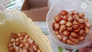 Закупка луковиц тюльпанов. Много и дёшево.