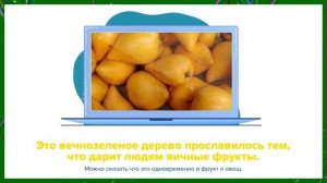 Необычные фрукты и овощи   № 2