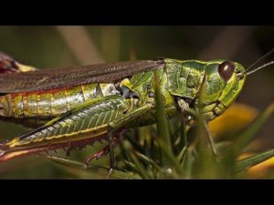 КАК ЗАЩИЩАЮТСЯ НАСЕКОМЫЕ?