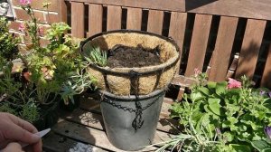 PLANTING UP HANGING BASKETS FOR BEGINNERS