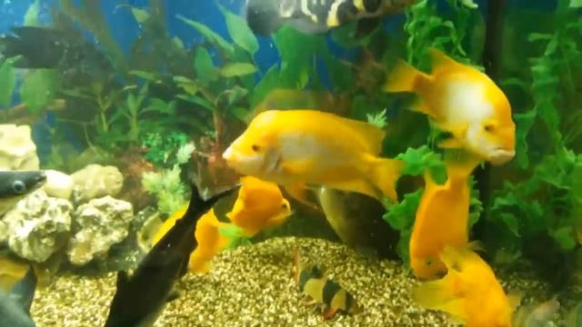 Риби смотреть онлайн