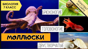 Тип Моллюски, их строение. Биология 7 класс. Двустворчатые, головоногие, брюхоногие. ЕГЭ Видеоуроки
