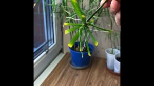 Циперус, размножение черенками, посадка черенка.