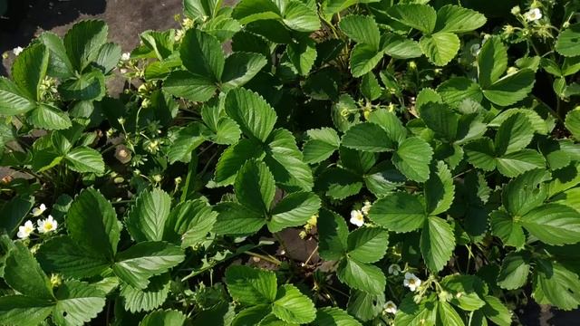 Клубника Аргентера смотреть онлайн