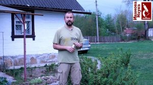 Сенсация! Копеечное средство спасло смородину от выкорчевки!!! Боремся с вирусами эффективно!