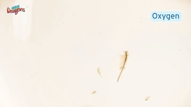 Водяные драконы живут не долго смотреть онлайн