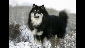 Ненецкая лайка