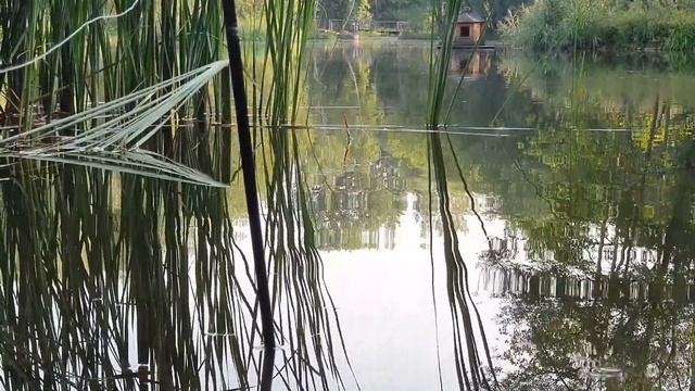 рыбалка на поплавок. карась в московских прудах! смотреть онлайн