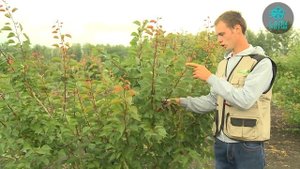 Как провести чеканку абрикоса? Ускоряем срок вступления в плодоношение