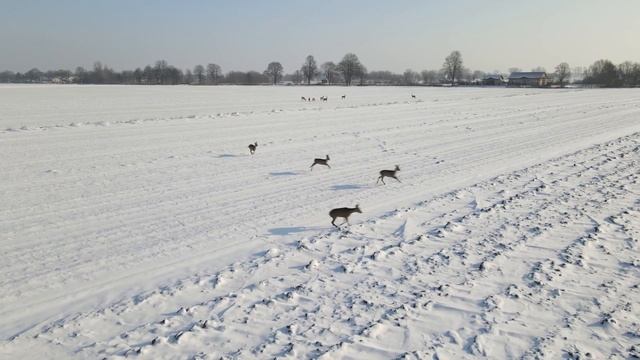 Дикие козы, в черте города смотреть онлайн