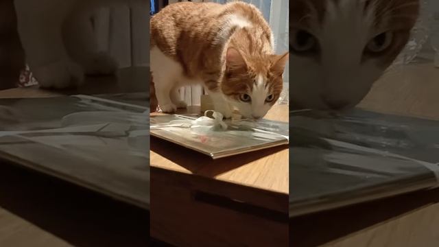 Готовлю картину для заказчика  #cat #творчество #живопись #купитькартинуспб #картинаназаказ