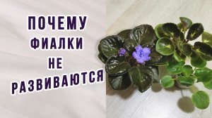 Почему фиалка не развивается. Ёмкости для фиалок.