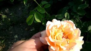Эхинацея, лилейник.Цветы переносящие 40 градусную жару.