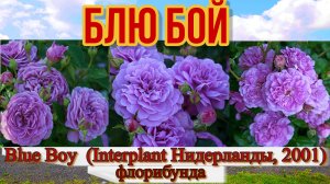 Роза Блю Бой - Blue Boy (Interplant Нидерланды, 2001)