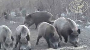 Разведение и выпуск диких кабанов в охотничьих угодьях КООР «Табигат»