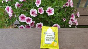 Чудо средство- лимонная кислота. Томаты становятся крепкими, здоровыми и богатый урожай.