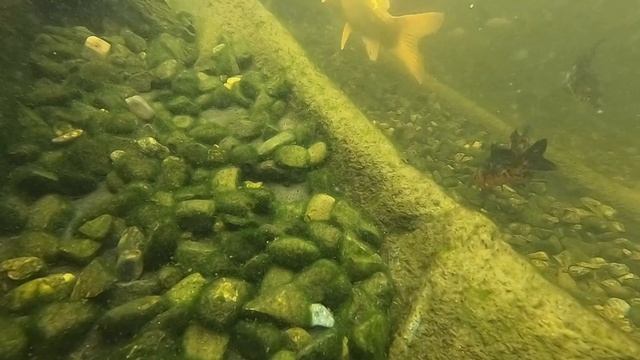 Завтрак для карпов Кои. Пруд с биоплато смотреть онлайн